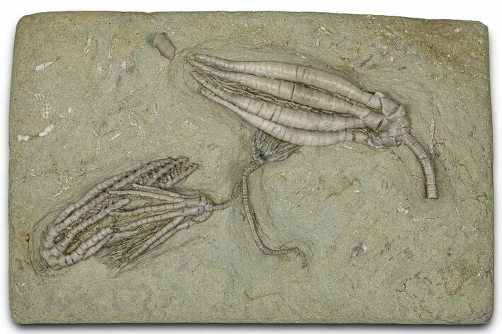 Fossil Crinoid Plate (Four Species) - Crawfordsville, Indiana #359223